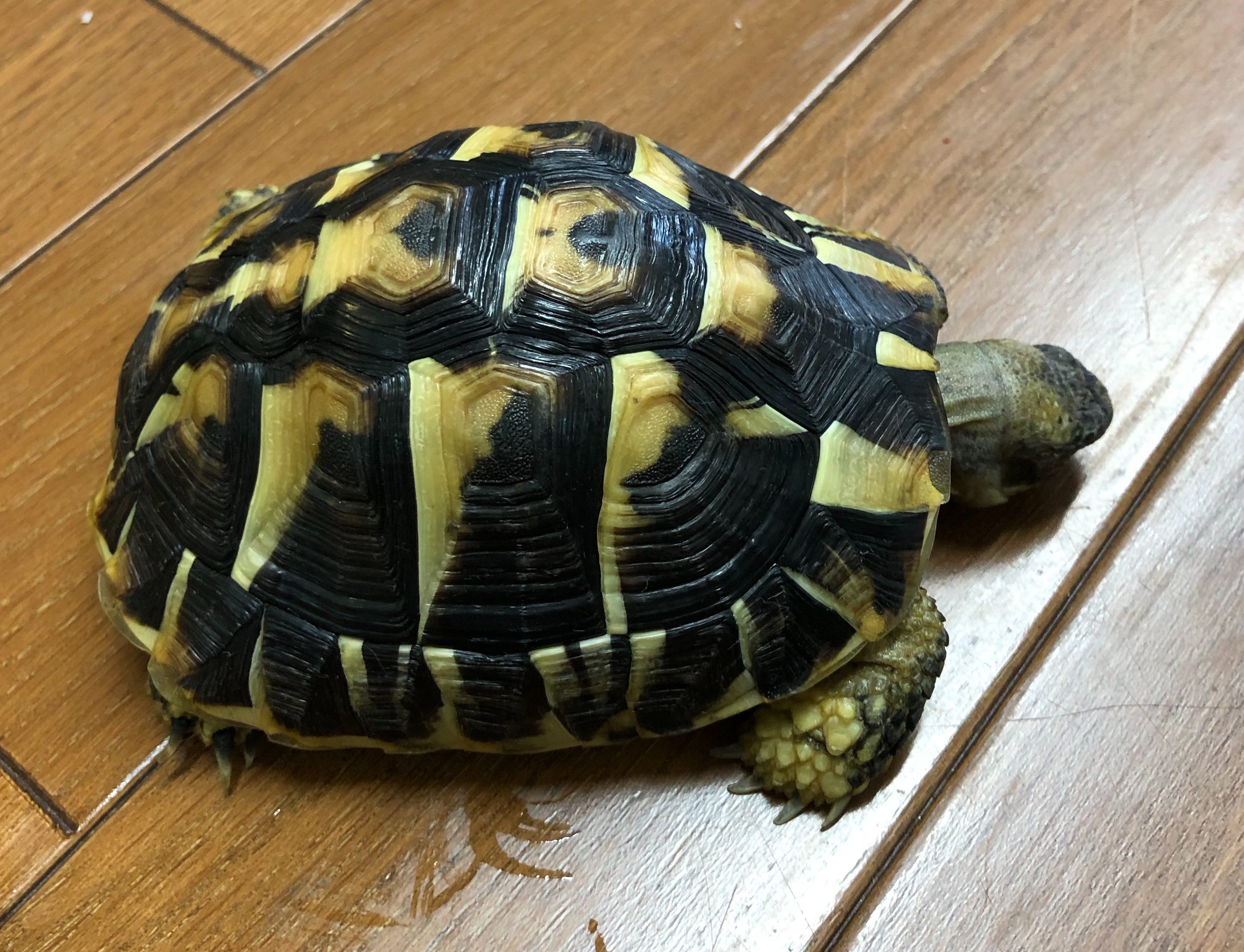 りくがめ ヒガシヘルマンリクガメ | かめやど
